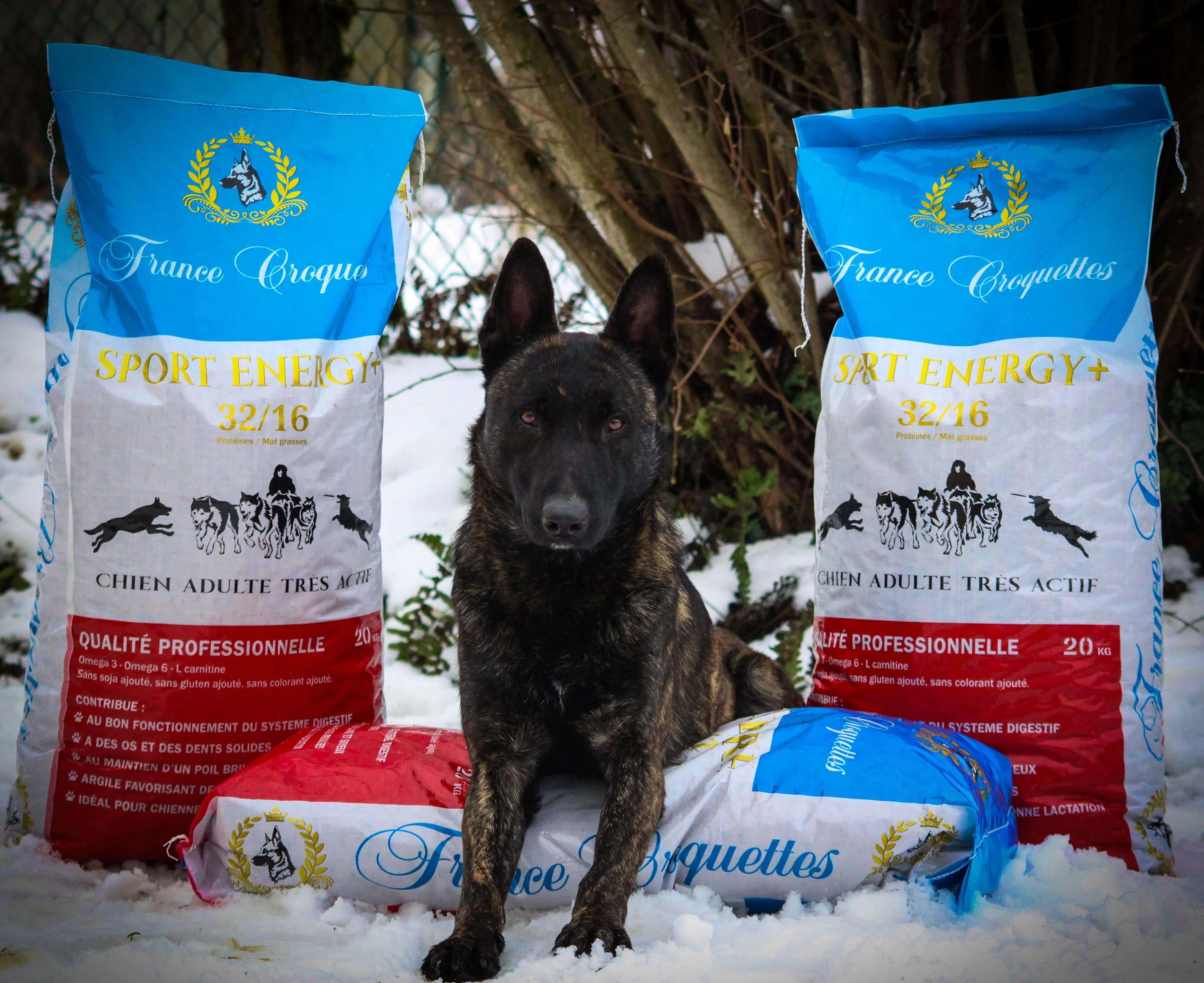 L'Excellence Nutritionnelle pour vos Animaux